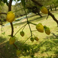 Cassia fistula L.